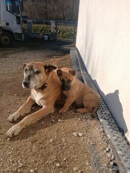 Belgický ovčiak Malinois cross