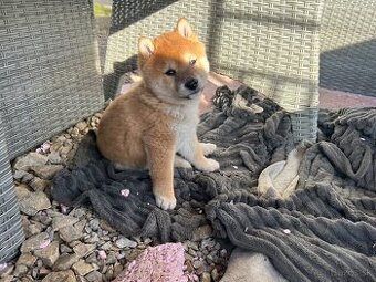 Shiba Inu