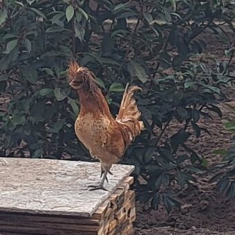 Kohút paduanky zdrobnelej