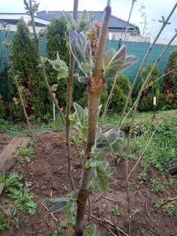 Paulownia