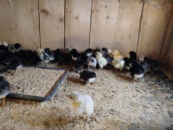 Araucana kuriatka