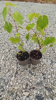 Vinič Vitis 'Muscat'