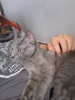 Darujem 3 mesačného kocúra felixa