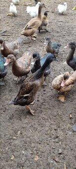 Kacky pizmove a miesane ruanske s bezcami