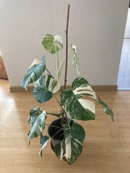 Monstera Albo