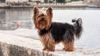 Yorkshire  terier. Kupim