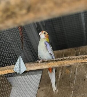 Rozela zltohlava škorica samec 2025