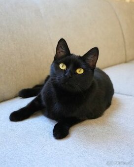 Mačička HILDA hľadá domov