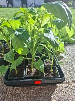 Domace planty