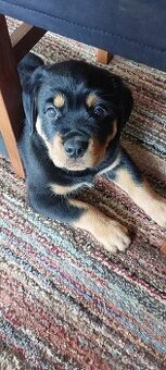 Predám rotweiler