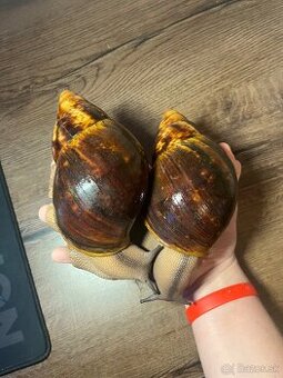 Veľké africké slimáky