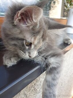 MAINE COON