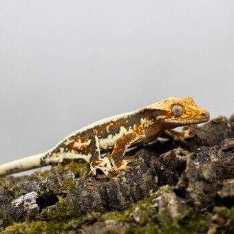 GeckoSVK - Pagekón riasnatý (ciliatus), hrbolkohlavý