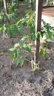 Predam planty rajcin