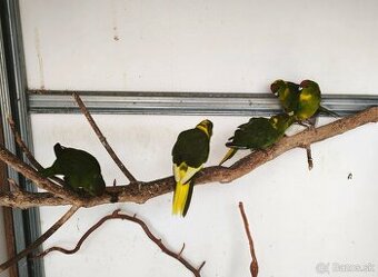 Kakariky