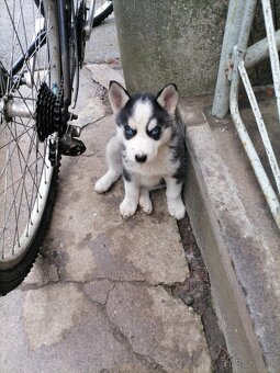 sibírsky husky/hasky