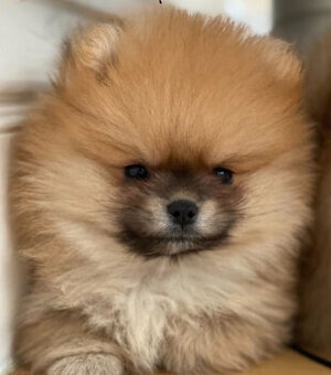 Pomerianan-Nemecký špic oranžový malý....