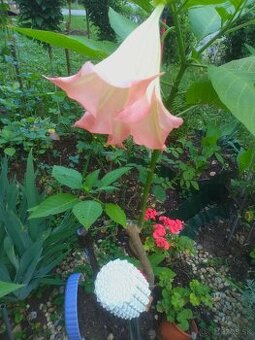 Predám krásne Anielske Trúby na vysadbu