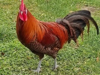 Kohút brakelky striebornej