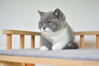 Britský kocúrik s PP