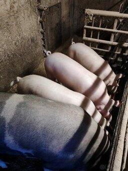 Prasatá, ošípané na predaj