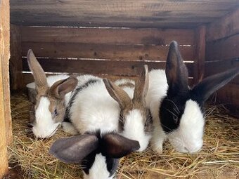 Predam Šarišské obrovite králiky
