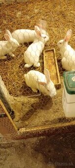 Predám Pannónia zajace