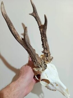 Trofej trofeje parohy parožie zhody,,,,,