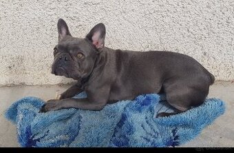 Francúzsky buldoček