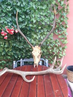 Predám jelenie parohy