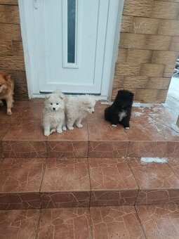 šteniatka  mix nemecký špic - samojed