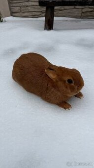 Zákrslý králik❤️