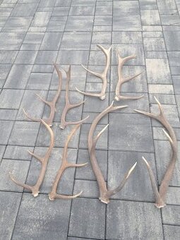 Parozie, trofej, parohy ,zhody