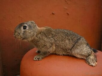 Samec mix lysko x činčila veľká