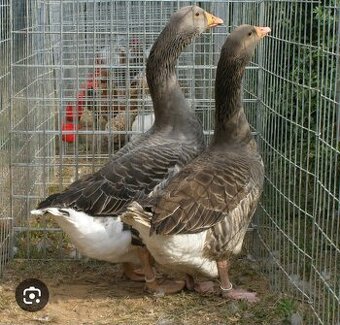 Predám chovné husy