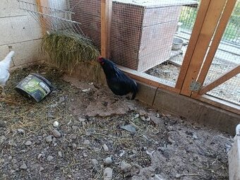 Araucana