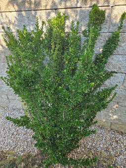 Buxus