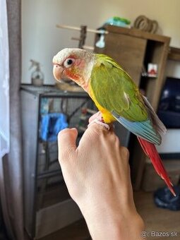 Pyrura Pineaplle