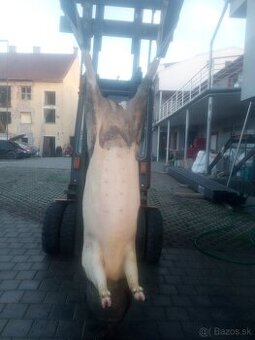 Predaj  prasiat  plemeno presticka