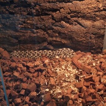 Western Hognose had