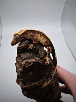 Pagekon riasnaty Rhacodactylus ciliatus