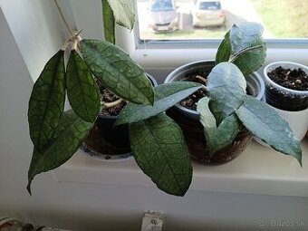 Hoya fynlaisonii - Predané