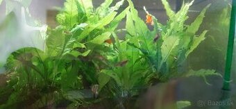 Microsorum pteropus