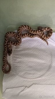 H. Nasicus