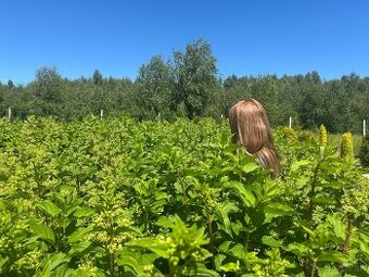 Hortenzia metlinatá Phantom v 5-litrovom kvetináči