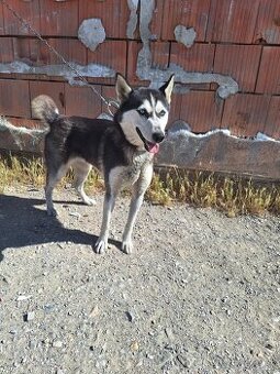 Husky fenka