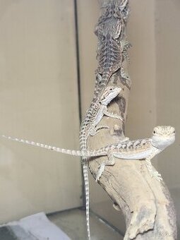 Agama bradatá