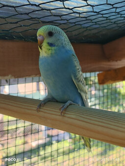 Andulky,Agapornis