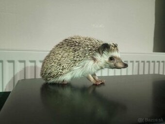 Predám ježko bielobruchý (africký)