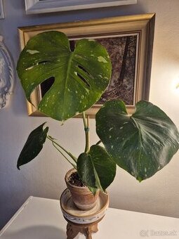 Biela monstera